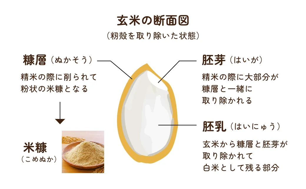 日本の食事
